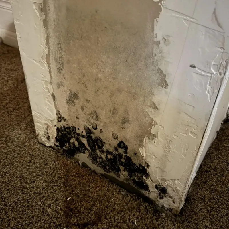 Professional Mold Removal in Prince Frederick, MD